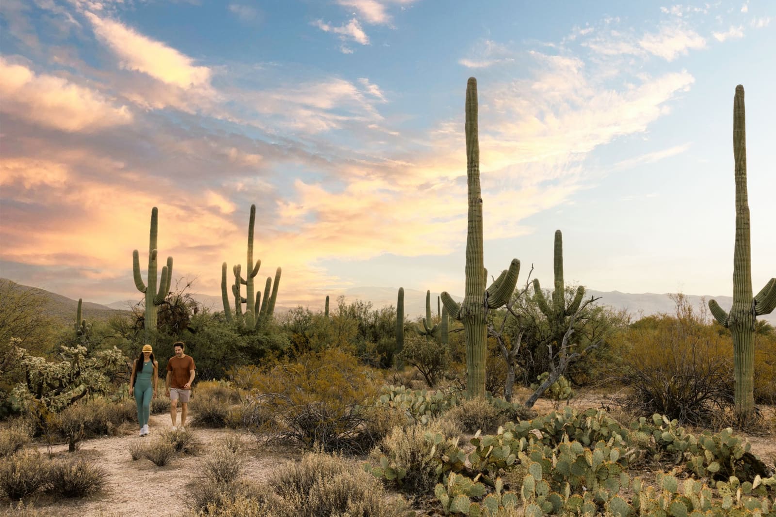 Tall saguaros, prickly pear and desert scrub under a pink and gold sunset sky, with two hikers walking a trail.